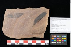 Foto (Objekt + Etikett) von Quercus palaeoilex Ettingshausen (NHMW-GEO-2024-0188-0752)